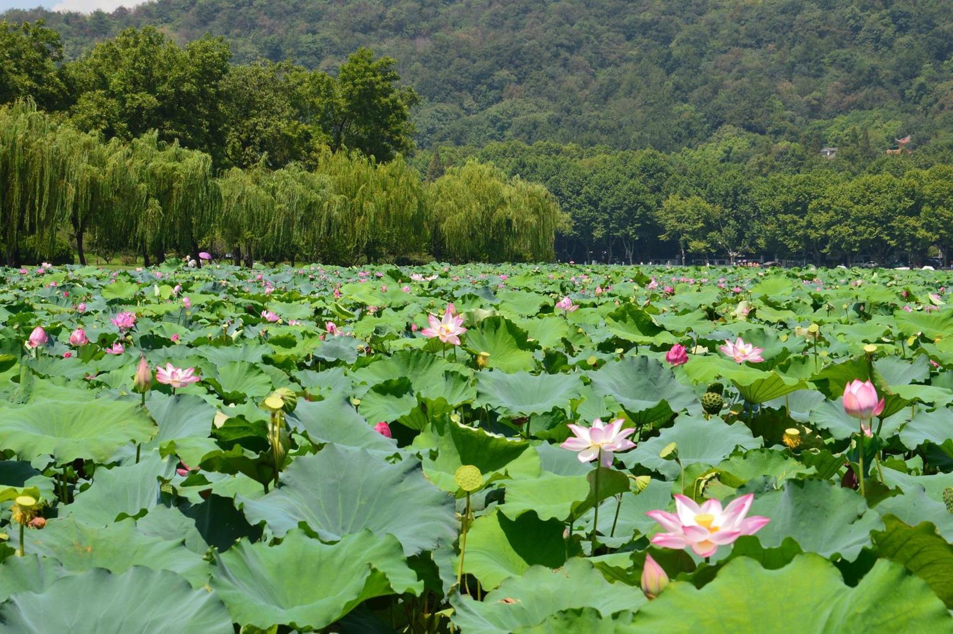 Nost Algia S Hotel In The West Lake Scenic Area-,Lingyin Temple, Leifeng Tower, Children'S Playground, Free Night Snack, Free Laundry, English Communication Well, Free Travel Advice Hangzhou Exterior foto